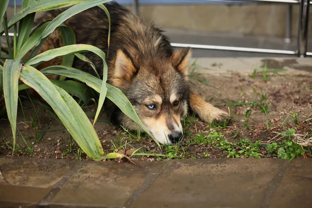 hund, tier, verschiedene augen, haustier, blau, natur, brown, tiere, augen in verschiedenen farben, eyes of different colors. Frühindikatoren nutzen: Konjunktur- und Marktsignale für Österreich